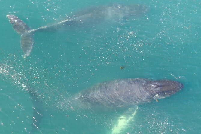 Alaska Whale Watching with bonus Drone viewing of Whales - Small Boat Cruises in Hoonah: An Intimate Marine Adventure