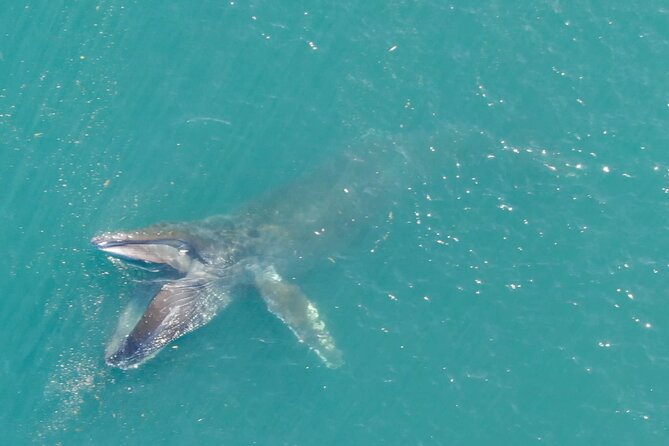 Alaska Whale Watching with bonus Drone viewing of Whales - Drone Footage: A Stunning Bonus in Your Wildlife Viewing Experience
