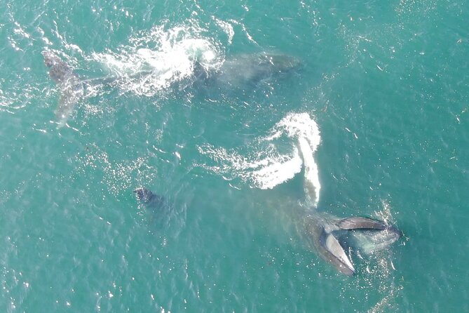 Alaska Whale Watching with bonus Drone viewing of Whales - Alaska Whale Watching with Bonus Drone Viewing of Whales: Final Thoughts