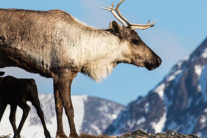 Alaska Wildlife Center and Turnagain Arm Tour w/Alyeska Tram - Girdwood Activities: Tram Rides or Scenic Trails