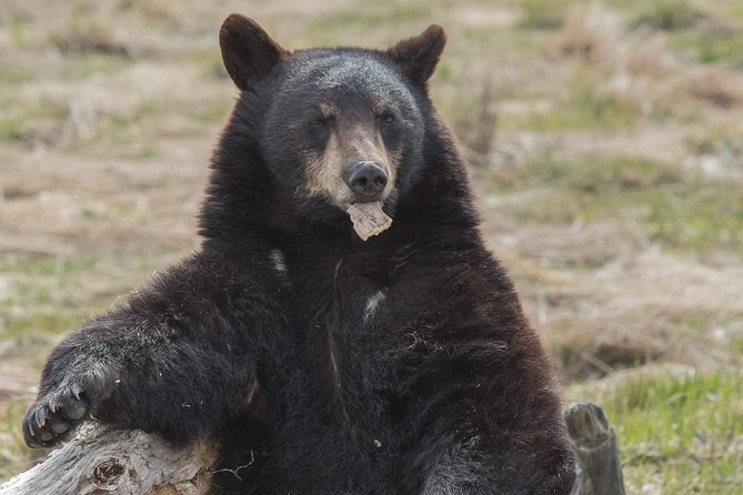 Alaska Wildlife Day Tour with Free Hotel Pickup - Starting Point in Anchorage with Hotel Pickup Service