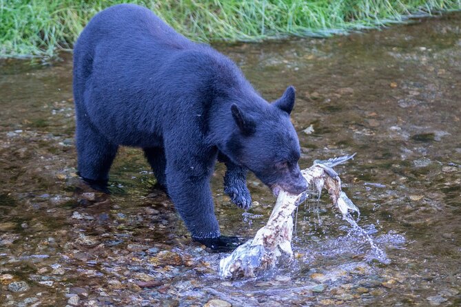 Alaska Wildlife Safari and Sightseeing Tour - The Stops: Salmon Ladder and Salmon Run Observation