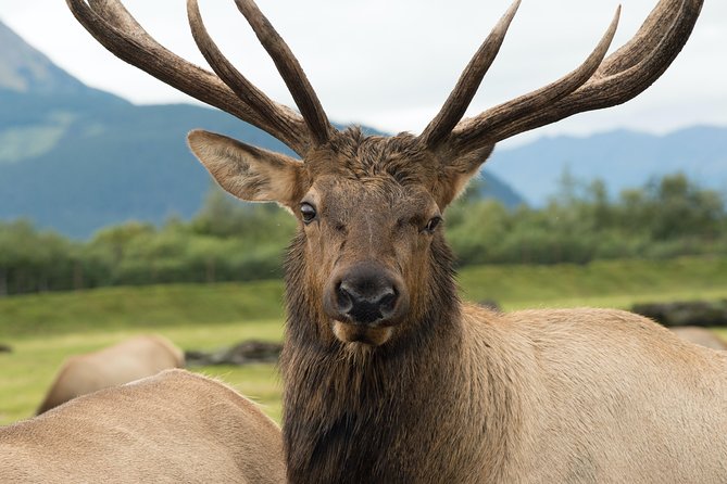 Alaska Wildlife Tour - Scenic Drive Along Turnagain Arm and Beluga Point Views