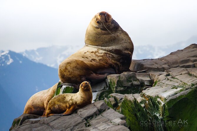 Alaska Wildlife Tour in Kachemak Bay - Key Points