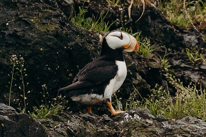Alaska Wildlife Tour in Kachemak Bay - Exploring Kachemak Bay State Park from the Water
