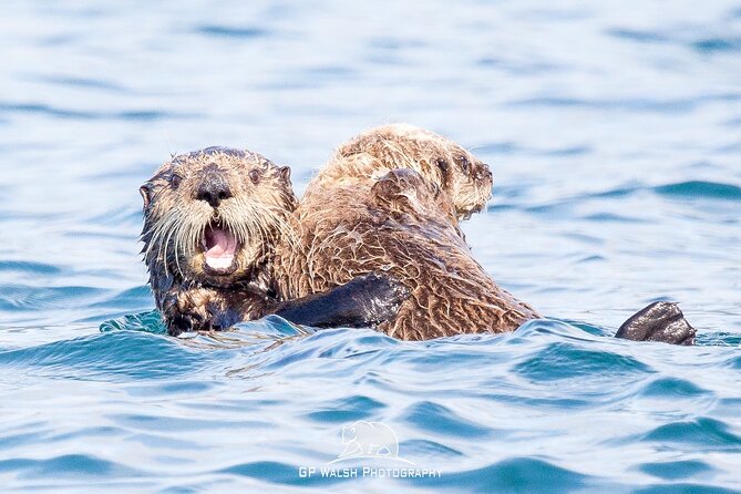 Alaska Wildlife Tour in Kachemak Bay - The Guide’s Role in Enhancing the Experience