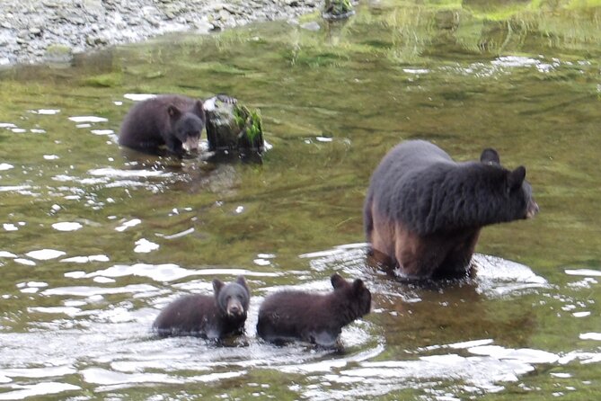 Alaska Wildlife Waterfall Tours - Starting at Herring Cove: Wildlife and Salmon Spawning Grounds