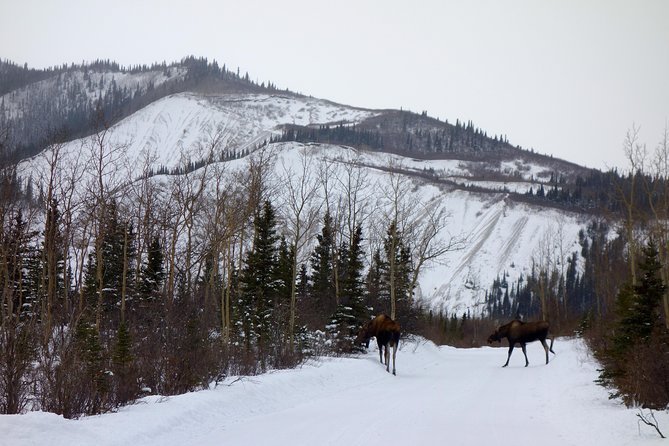 Alaskan Back Country Side by Side ATV Adventure with Meal - The Pacing and Duration of the Tour