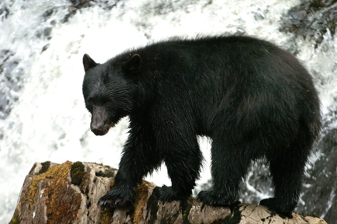 Alaskan Bear Encounter by Land & Sea - Discover the Unique Land and Sea Expedition in Ketchikan