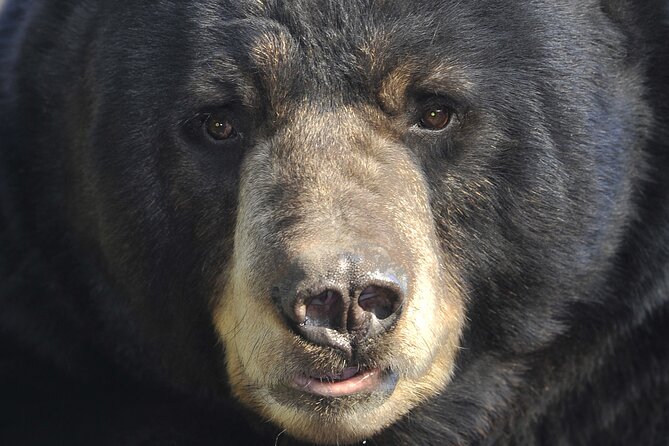 Alaskan Bear Encounter by Land & Sea - Key Points