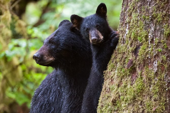Alaskan Bear Encounter by Land & Sea - Returning by Boat Through the Coast of Tongass Forest