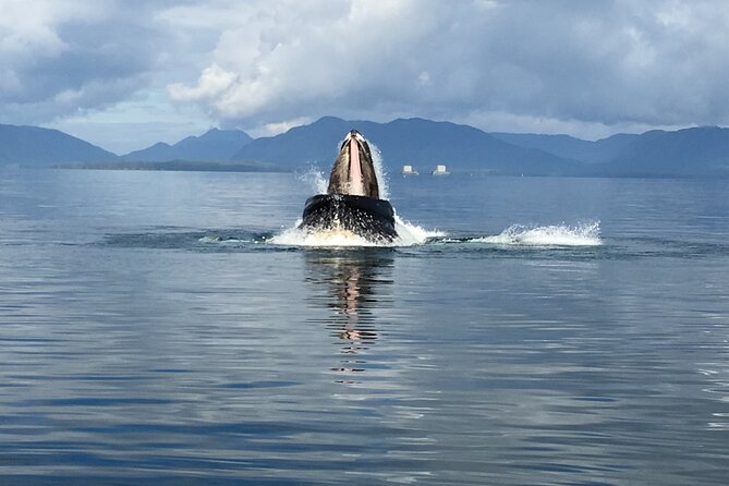 Alaskan Bear Encounter by Land & Sea - Logistics and Convenience of the Tour