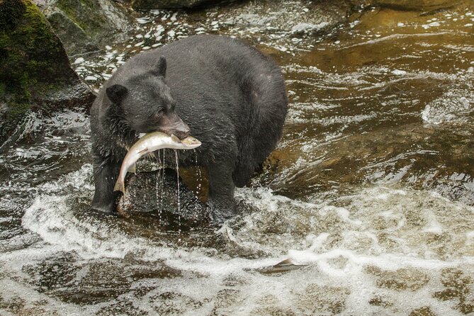 Alaskan Bear Encounter by Land & Sea - Guided by Knowledgeable Experts and Engaging Narrators