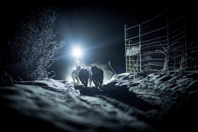 Alaskan Escape: Aurora Viewing & Dog Sledding Adventure Fairbanks - Practical Considerations and Physical Requirements