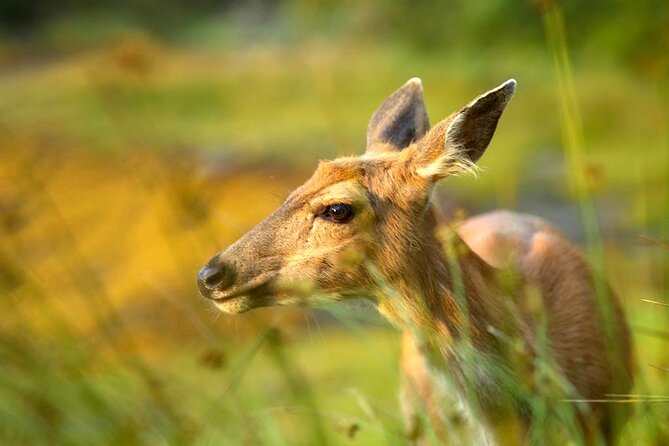 Alaskan Lodge Adventure and Seafeast - Key Points