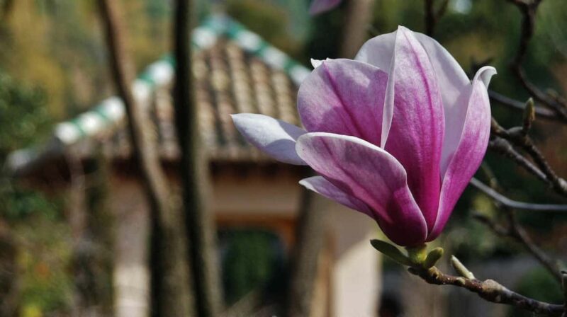 Albaicin and Sacromonte: Guided tour and sunset at Mirador San Nicolas - Cancellation Policy and Booking Flexibility