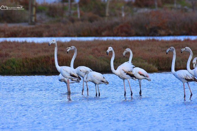 Albania Birdwatching, Kayaking, Bicycle National Park Divjaka Karavasta(ARG) - Safari Adventure: Exploring by SUV