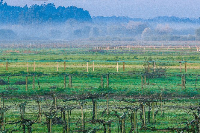 Albariño Private Wine Tour from Santiago de Compostela - The Region’s Scenic Charm and Landmarks