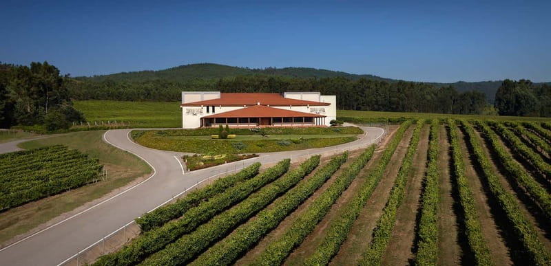 Albariño Wine Tour: Taste, Learn & Take Home a Special Gift - Explore Galicia’s Albariño Wines in a Guided Winery Tour