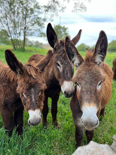 Alberobello e-bike tour with visit to a donkey farm - Key Points
