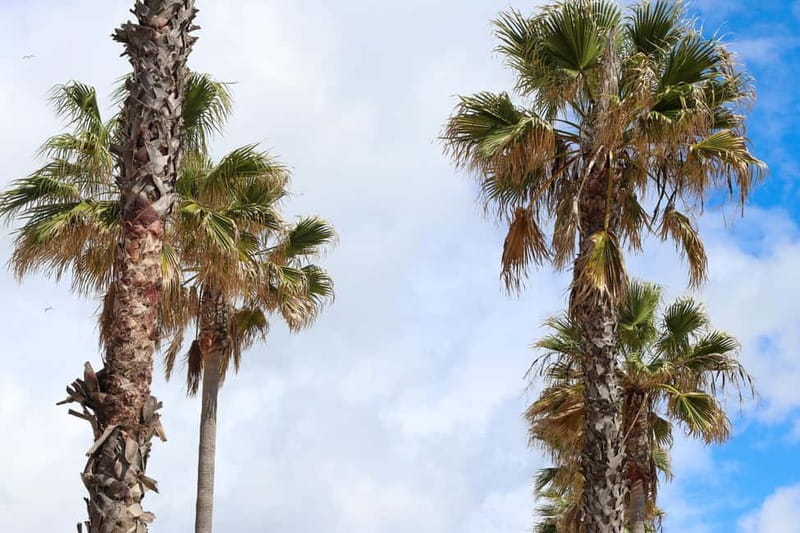 Albufeira: 1-Hour Tuk Tuk Tour - The Itinerary: Structured Yet Flexible