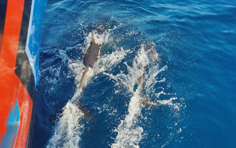 Albufeira: 2.5-Hour Dolphin Watching and Caves Trip - Key Points