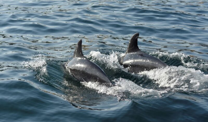 Albufeira: 2.5-Hour Dolphin Watching and Caves Trip - Practical Details: Booking, Cancellation, and Accessibility