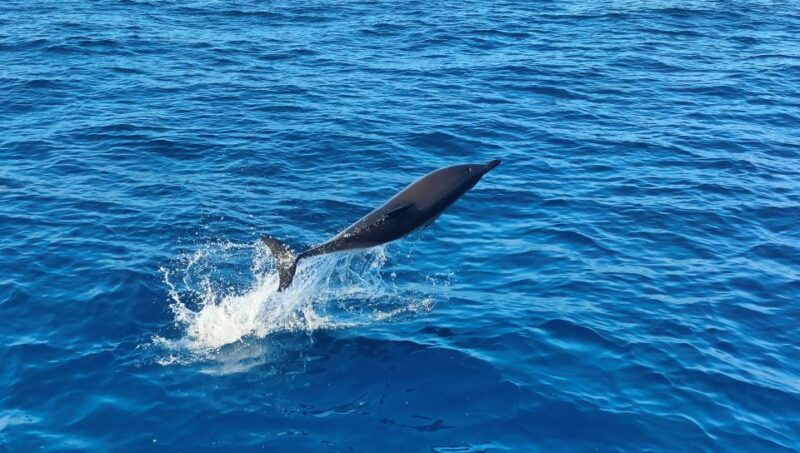 Albufeira: 2.5-Hour Dolphin Watching and Caves Trip - Value and Overall Experience