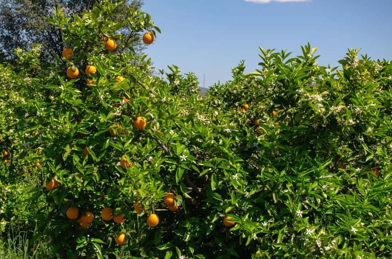 Albufeira: Algarve Traditions & Food Tasting - Practicalities: Logistics, Group Size, and What to Bring