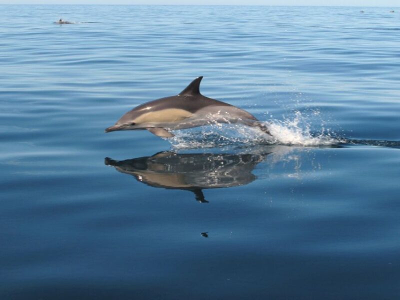 Albufeira: Benagil Cave and Dolphin Sightseeing Boat Cruise - Beaches Along the Algarve Coast