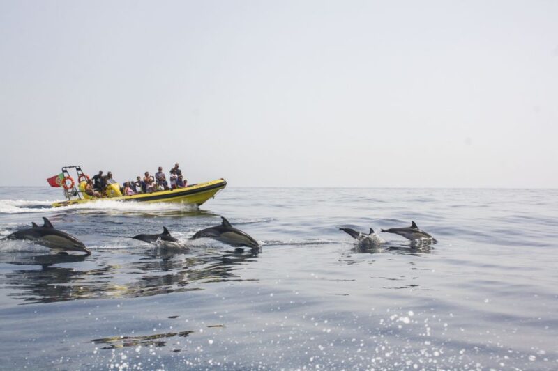 Albufeira: Benagil Caves & Dolphin Watching Speed Boat Tour - Starting Point and How to Find It