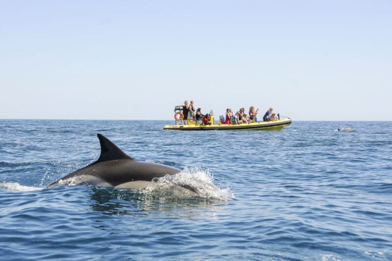 Albufeira: Benagil Caves & Dolphin Watching Speed Boat Tour - The Swimming Stop and Beach Views
