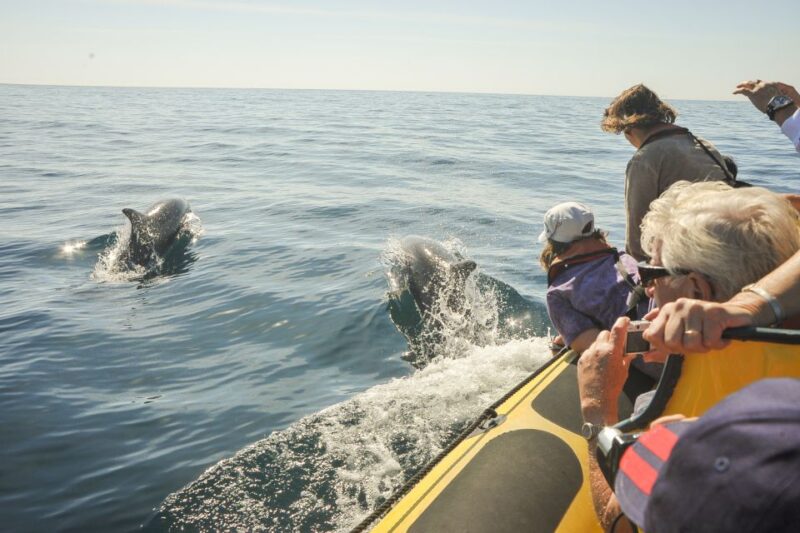 Albufeira: Benagil Caves & Dolphin Watching Speed Boat Tour - Who Will Appreciate This Tour Most