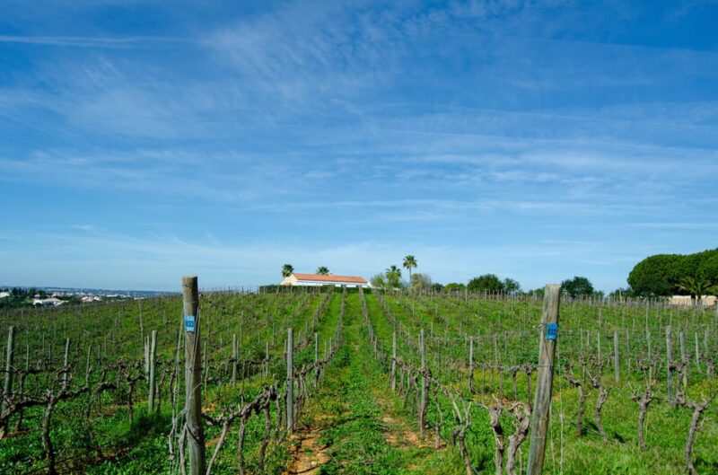 Albufeira: City Highlights & WINE TASTING - Value for Money and Booking Flexibility