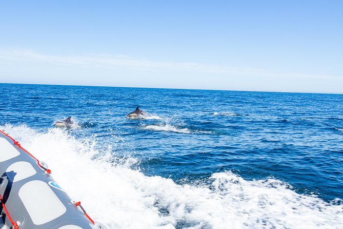 Albufeira: Dolphins and Caves Private Tour - Dolphin Watching and Coastal Landmarks