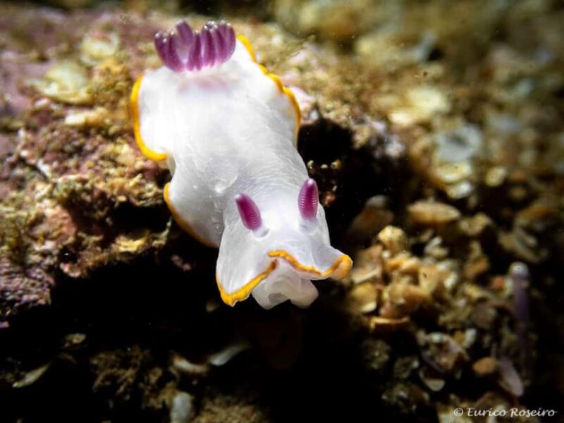 Albufeira: Double Ocean Dive for Certified Divers - Discover the Double Ocean Dive Experience in Albufeira for Certified Divers