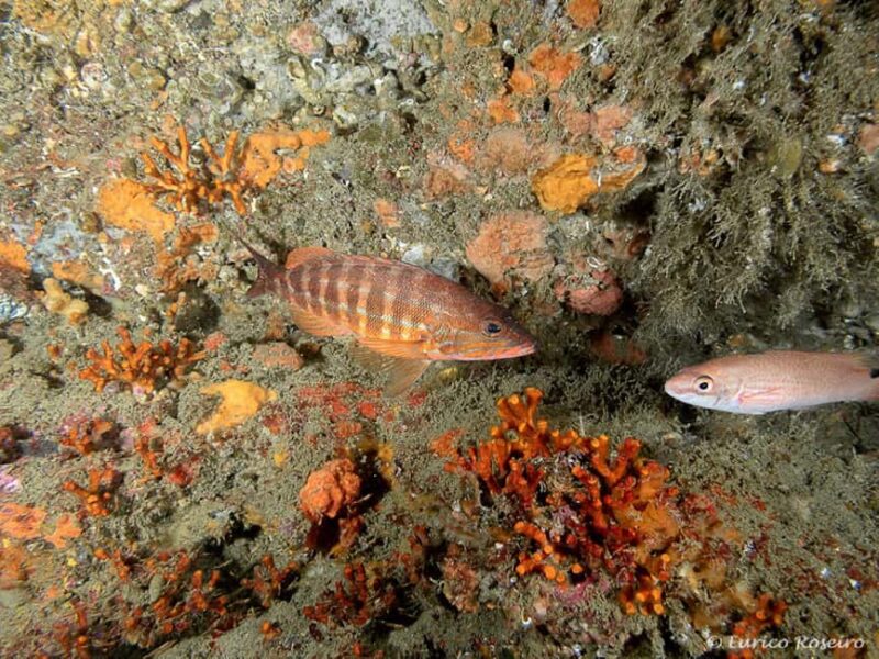 Albufeira: Double Ocean Dive for Certified Divers - Optional Items Not Included in the Price