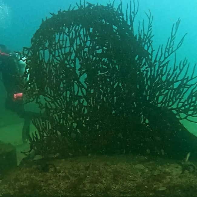 Albufeira: Double Ocean Dive for Certified Divers - Accessibility and Suitability Considerations