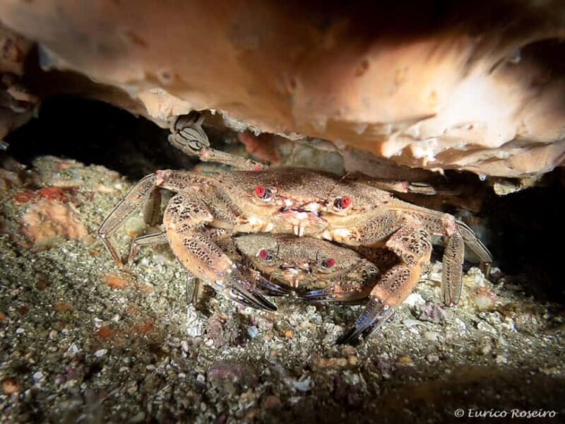 Albufeira: Double Ocean Dive for Certified Divers - Timing, Cancellation, and Booking Flexibility