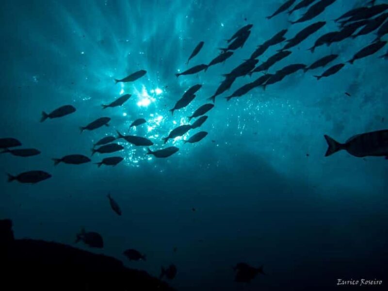 Albufeira: Double Ocean Dive for Certified Divers - What Makes This Tour Unique in the Algarve