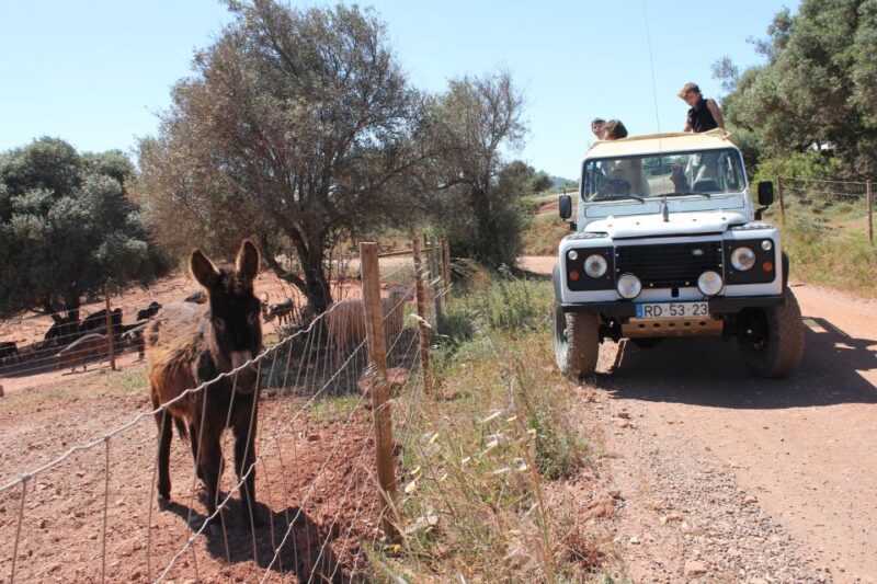 Albufeira: Jeep Safari Half-Day Countryside Tour - Tasting Local Products at a Biological Farm