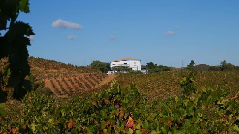 Albufeira, Olhão, Faro: Visit a vineyard, Free time in Silves - Key Points