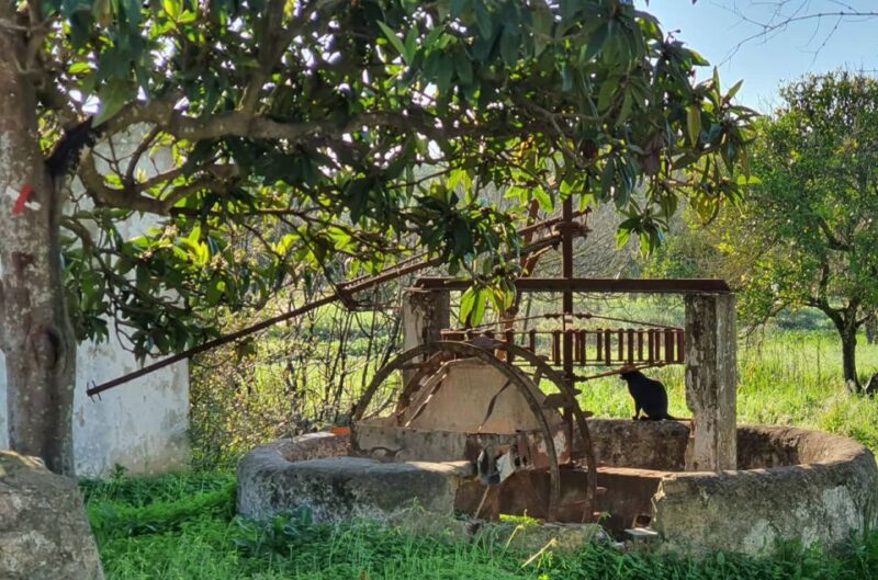 Albufeira: Safari Excursion in the Algarve Mountains - Experience the Thrill of an Algarve Mountain Safari in a Convertible Jeep