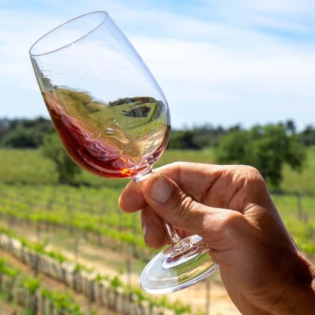 Albufeira: Wine Tasting Tour - 4H - Who Will Enjoy This Experience Most