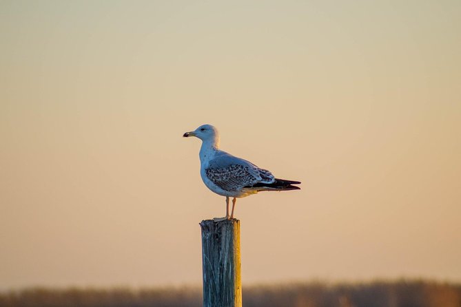 Albufera Natural Park Tour with Boat Ride from Valencia - Birdwatching and Local Wildlife at the Park