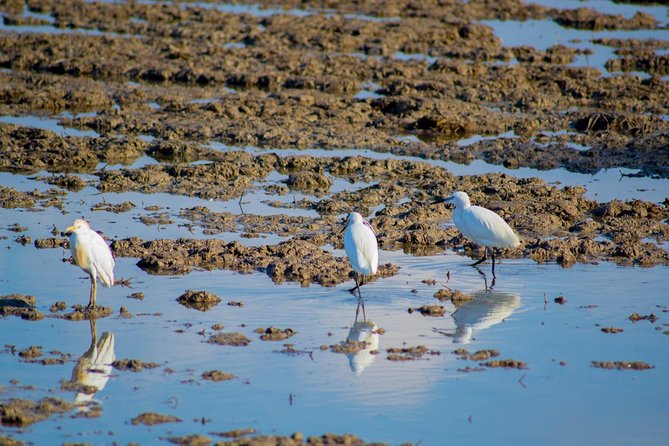 Albufera Natural Park Tour with Boat Ride from Valencia - Sunset Views and Evening Boat Ride