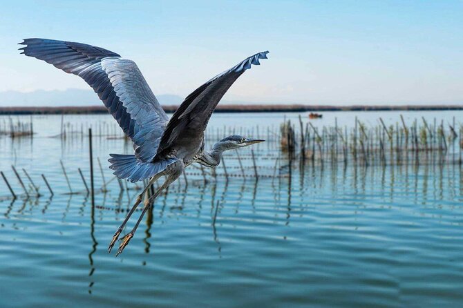 Albufera Natural Park with a Boat Tour from Valencia - Transportation and Convenience from Valencia