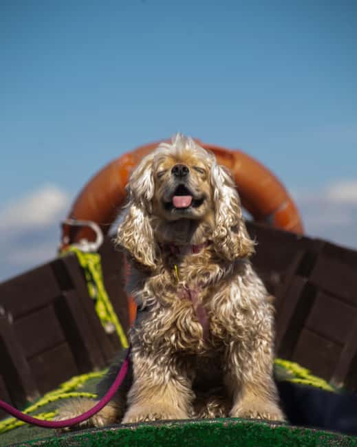Albufera: Sunset and visit to the barraca - Discover the Charm of Albufera with a Sunset Boat Ride and Barraca Visit