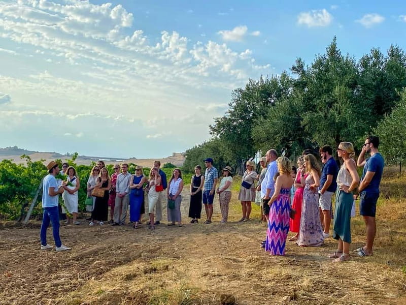 Alcamo: Natural Wine & Olive Oil Tasting - Sicily - Discover Sicilian Flavors with a Natural Wine & Olive Oil Tasting Experience