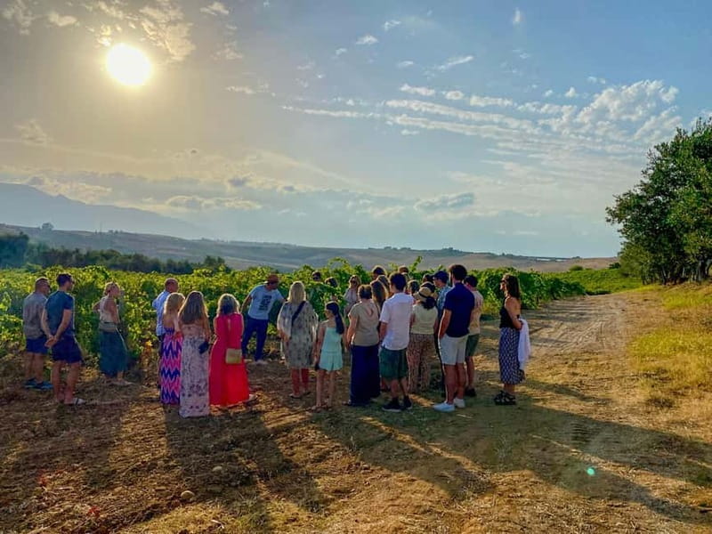 Alcamo: Natural Wine & Olive Oil Tasting - Sicily - Pairing Local Food with Sicilian Wines and Oils